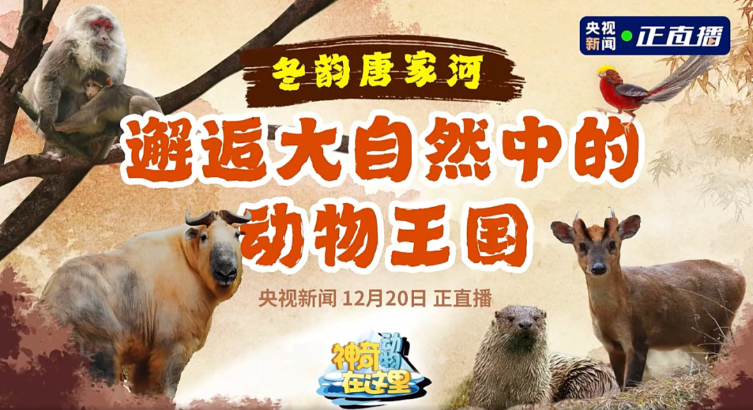 媒体聚焦 | 央视新闻走进唐家河，，，，，邂逅冰雪童话天下的动物王国